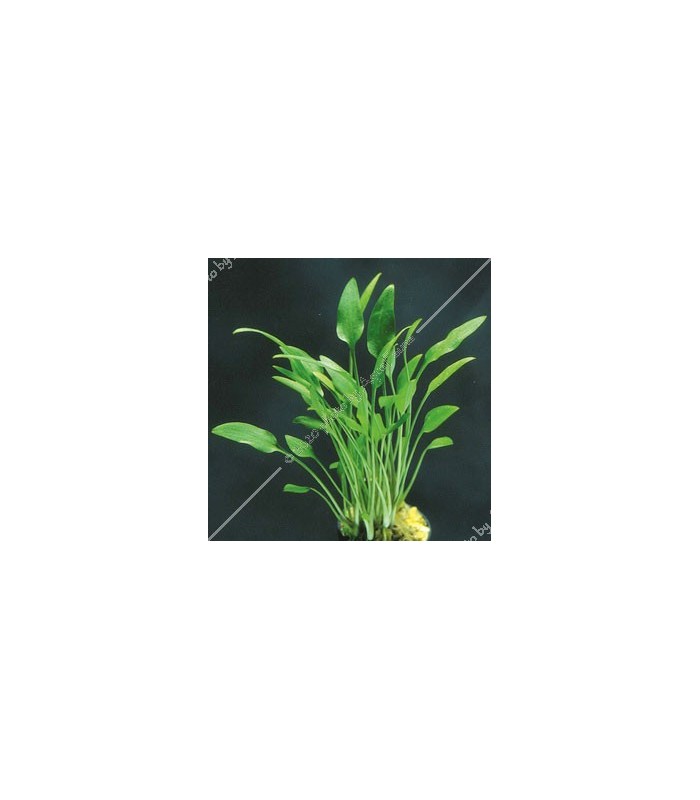 Cryptocoryne willisii