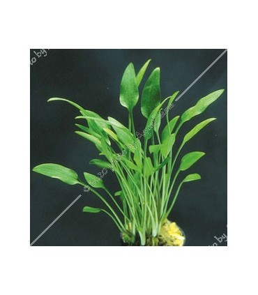 Cryptocoryne willisii