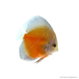 Symphysodon - Diszkoszhal - Red Valentine - 9-10 cm