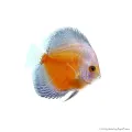 Symphysodon - Diszkoszhal - Red Valentine - 9-10 cm