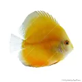 Symphysodon - Diszkoszhal - Melon - 9-10 cm