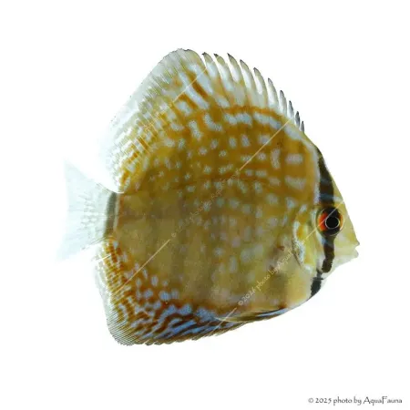 Symphysodon - Diszkoszhal - Türkiz - 9-10 cm
