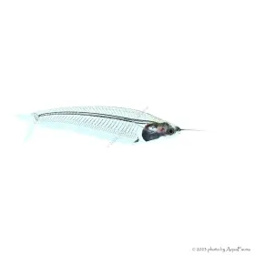 Kryptopterus bicirrhis - Indiai üvegharcsa