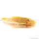 L144 - Ancistrus sp.