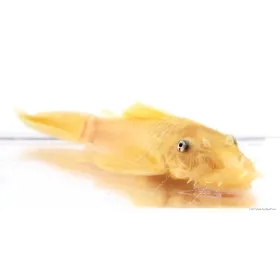 L144 - Ancistrus sp.