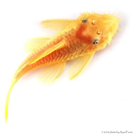 L144 - Ancistrus sp.