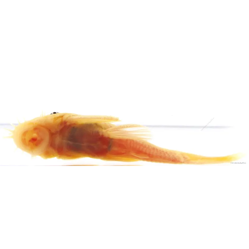 L144 - Ancistrus sp.