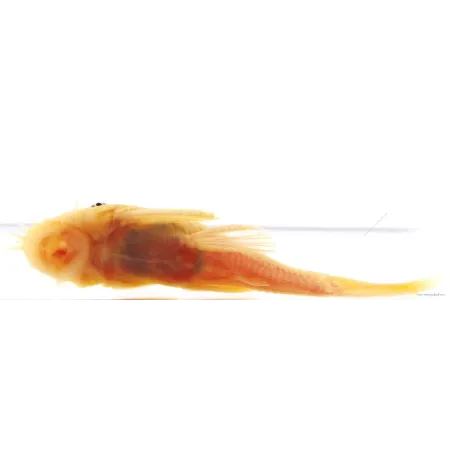 L144 - Ancistrus sp.