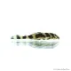 L168 - Zonancistrus brachyurus