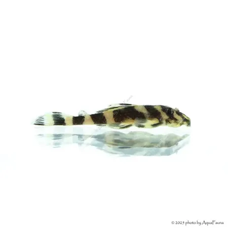 L168 - Zonancistrus brachyurus