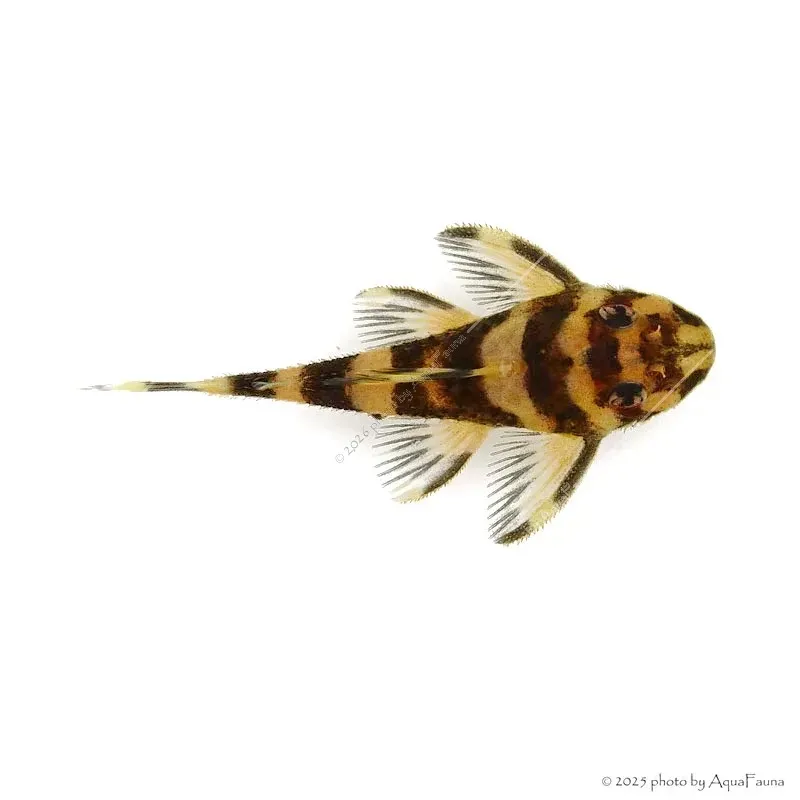 L168 - Zonancistrus brachyurus