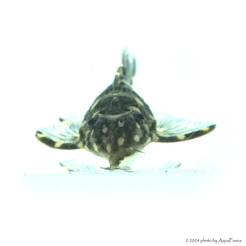 L201 - Hypancistrus sp. - 6 cm
