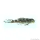 L201 - Hypancistrus sp. - 6 cm