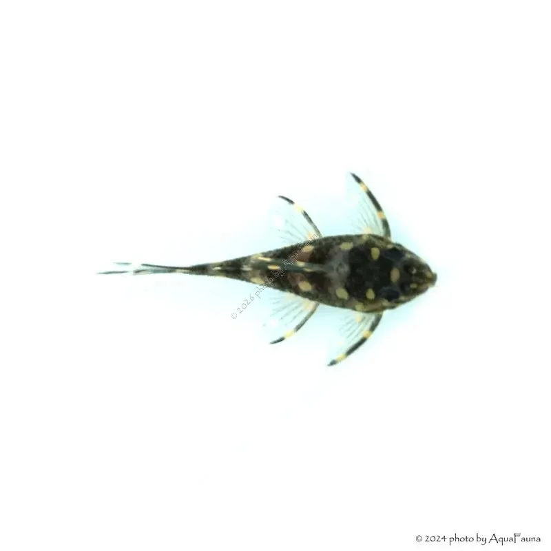 L201 - Hypancistrus sp. - 6 cm