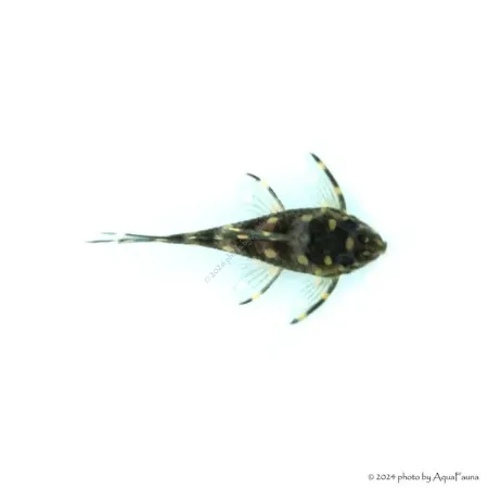 L201 - Hypancistrus sp. - 6 cm