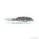 L236 - Hypancistrus sp. - 4-6 cm