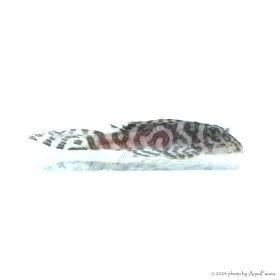 L236 - Hypancistrus sp. - 4-6 cm