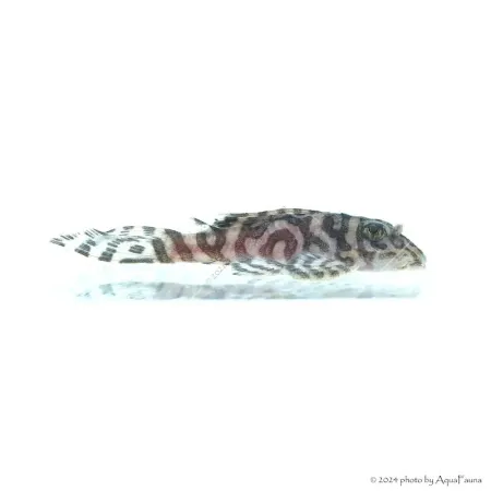 L236 - Hypancistrus sp. - 4-6 cm