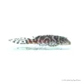 L236 - Hypancistrus sp. - 4-6 cm
