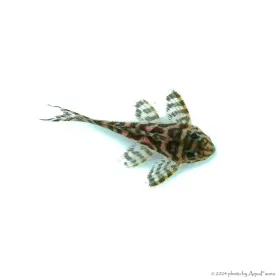 L236 - Hypancistrus sp. - 4-6 cm