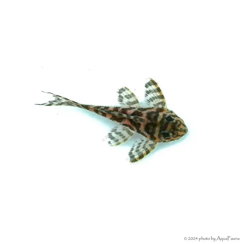 L236 - Hypancistrus sp. - 4-6 cm