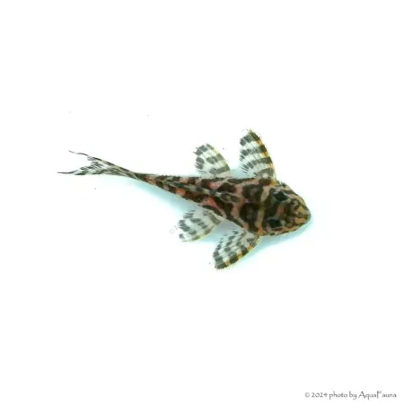L236 - Hypancistrus sp. - 4-6 cm