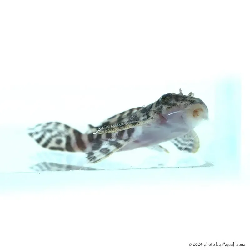 L236 - Hypancistrus sp. - 4-6 cm