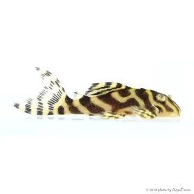 L333 - Hypancistrus sp. 4-6 cm
