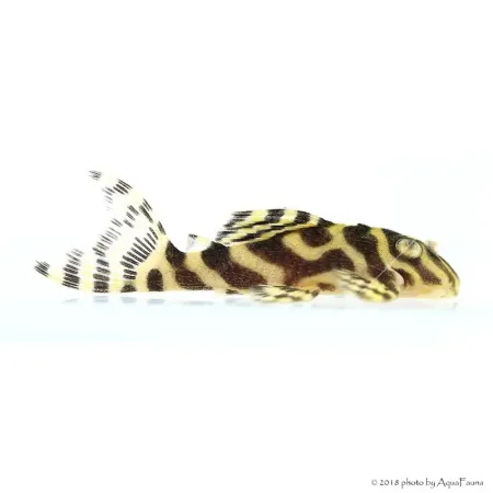 L333 - Hypancistrus sp. 4-6 cm