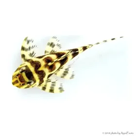 L333 - Hypancistrus sp. 4-6 cm