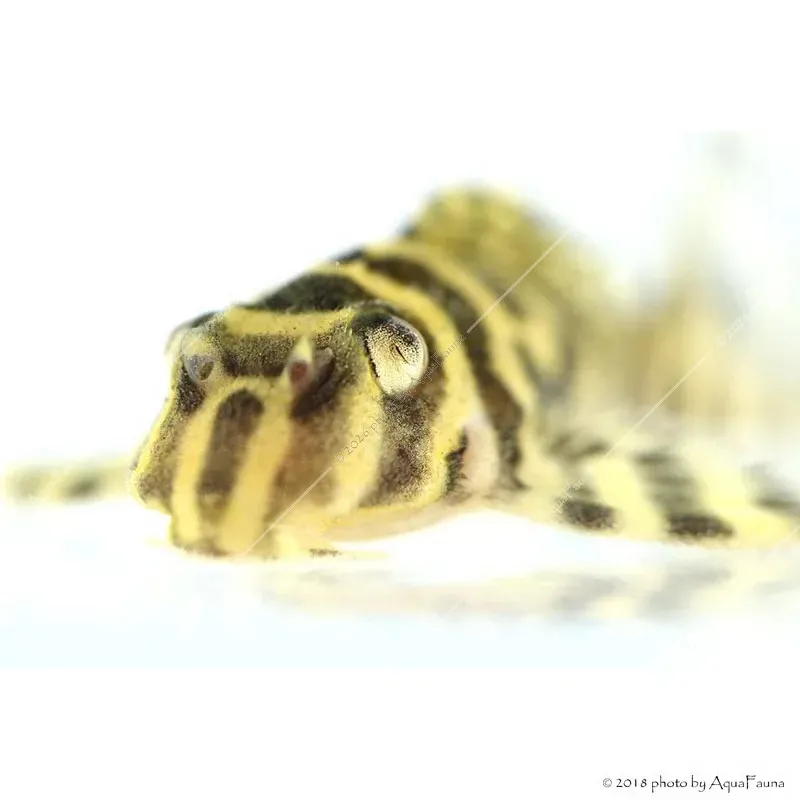 L333 - Hypancistrus sp. 4-6 cm