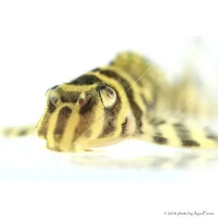 L333 - Hypancistrus sp. 4-6 cm