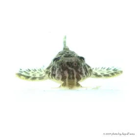 L66 - Hypancistrus sp. - 4-6 cm