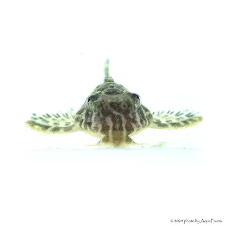 L66 - Hypancistrus sp. - 4-6 cm