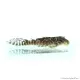 L66 - Hypancistrus sp. - 4-6 cm