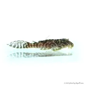 L66 - Hypancistrus sp. - 4-6 cm