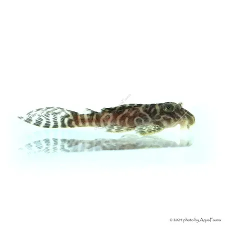 L66 - Hypancistrus sp. - 4-6 cm