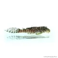L66 - Hypancistrus sp. - 4-6 cm