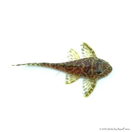 L66 - Hypancistrus sp. - 4-6 cm