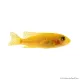 Labeotropheus trewavasae - Ormányos sügér