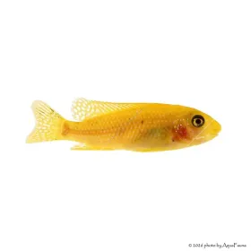 Labeotropheus trewavasae - Ormányos sügér