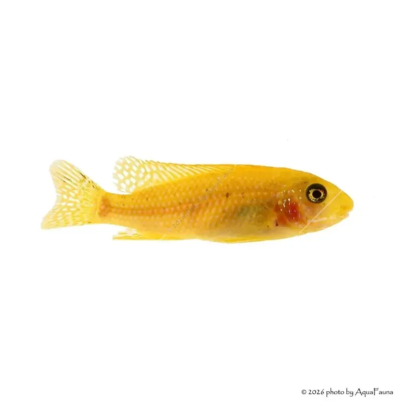 Labeotropheus trewavasae - Ormányos sügér