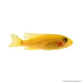 Labeotropheus trewavasae - Ormányos sügér