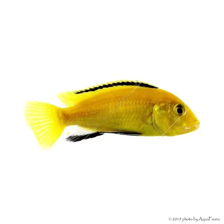 Labidochromis caeruleus yellow - Aranysügér