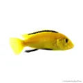 Labidochromis caeruleus yellow - Aranysügér