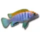 Labidochromis sp. hongi "Red"