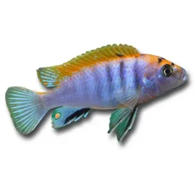 Labidochromis sp. hongi "Red"