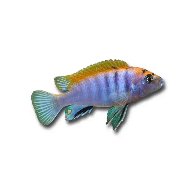 Labidochromis sp. hongi "Red"