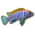 Labidochromis sp. hongi "Red"