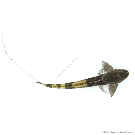 Loricaria simillima - Panda lorikária